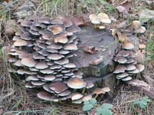 paddoos_216x162_021.jpg