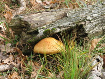 paddoos_216x162_022.jpg