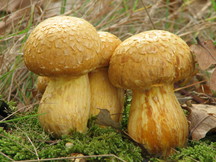 paddoos_216x162_023.jpg