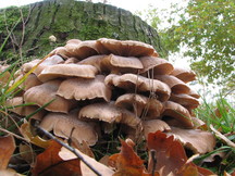 paddoos_216x162_025.jpg