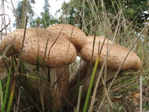 paddoos_216x162_026.jpg