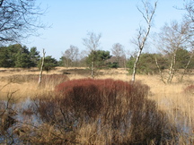 pannenhoef_216x162_079.jpg