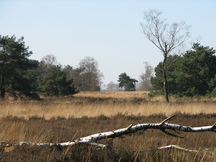 pannenhoef_216x162_081.jpg