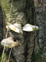 pannenhoef_162x216_006.jpg