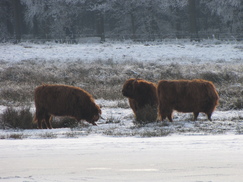 pannenhoef_243x182_0208.jpg
