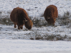 pannenhoef_243x182_0214.jpg