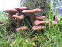 schotland_216x162_015.jpg