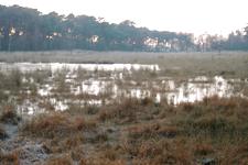 strijen_225x150_050.jpg