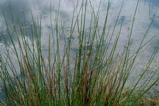strijbeek_225x150_018.jpg