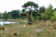 strijbeek_225x150_026.jpg