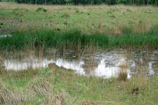 strijbeek_225x150_036.jpg