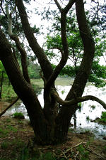 strijen_150x225_006.jpg
