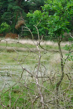 strijen_150x225_016.jpg