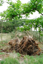 strijen_150x225_021.jpg