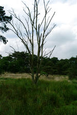 strijen_150x225_024.jpg
