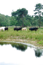 strijen_150x225_029.jpg