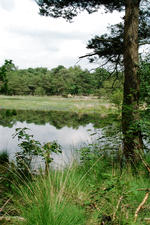 strijen_150x225_050.jpg