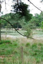 strijen_150x225_055.jpg