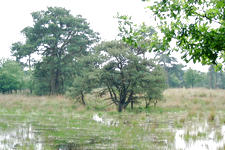 strijen_225x150_002.jpg