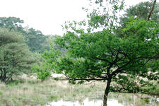 strijen_225x150_010.jpg