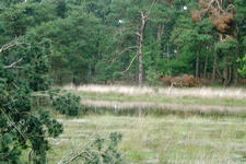 strijen_225x150_017.jpg