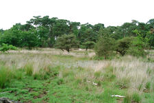 strijen_225x150_022.jpg