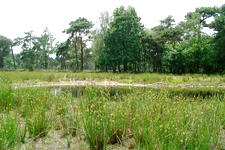 strijen_225x150_025.jpg