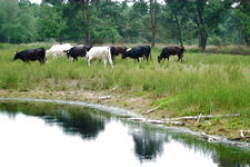 strijen_225x150_027.jpg