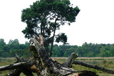 strijen_225x150_033.jpg