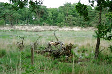 strijen_225x150_054.jpg