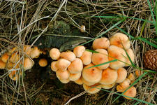 strijen_225x150_058.jpg