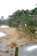 strijen_150x225_007.jpg