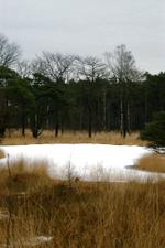 strijen_150x225_020.jpg
