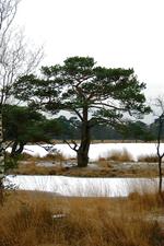strijen_150x225_032.jpg