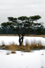 strijen_150x225_040.jpg