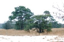 strijen_225x150_009.jpg