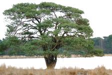 strijen_225x150_039.jpg