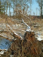 strijen_170x227_012.jpg