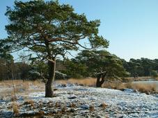 strijen_227x170_027.jpg