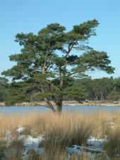 strijen_170x227_012.jpg