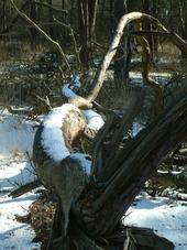 strijen_170x227_013.jpg