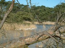 strijen_227x170_007.jpg