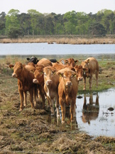 strijen_162x216_003.jpg