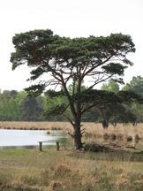 strijen_162x216_008.jpg