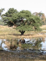 strijen_162x216_009.jpg