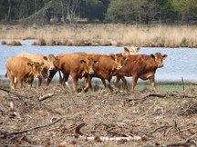 strijen_216x162_001.jpg
