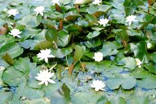 westbroekpark_225x150_006.jpg