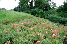 westbroekpark_225x150_021.jpg