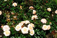 westbroekpark_225x150_030.jpg