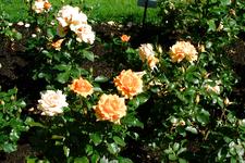 westbroekpark_225x150_031.jpg